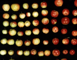 CDNO nutrition harvest to health